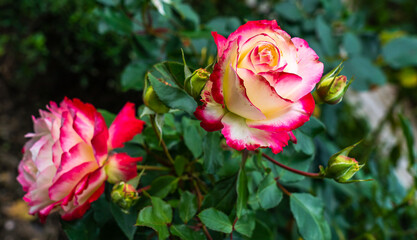 A two two-tone rosebuds with white petals blushing at the edges, close-up in the garden on a blurry background