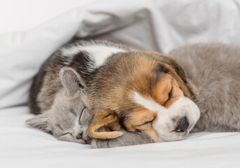 Beagle puppy hugging gray british kitten under white blanket at home in bedroom. Cute kitten and puppy at home