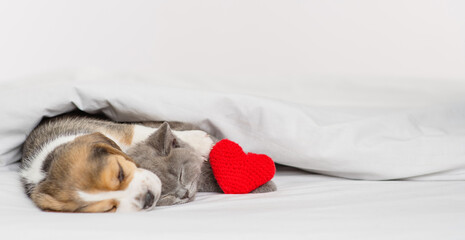 Beagle puppy hugging and playing with a gray British kitten under a white blanket at home in the bedroom with a bright plush red heart next to it. Cute kitten and puppy at home. Valentine's day concep