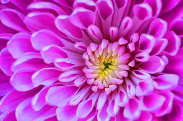 close up of pink dahlia