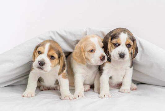 Three beagle puppies sitting under a blanket at home on the bed