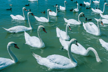 Flock of white swans and black ducks in green sea water