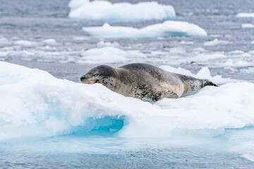 Obraz premium Seeleopard (Hydrurga leptonyx) auf einer Eisscholle in der Antarktis in der Cierva Cove