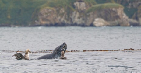 Fototapeta premium Seeleopard (Hydrurga leptonyx) im Wasser in der Antarktis in der Cierva Cove jagt Pinguine 