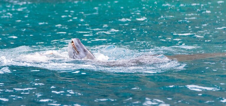 
Seeleopard (Hydrurga leptonyx) im Wasser  in der Antarktis in der Cierva Cove jagt Pinguine
