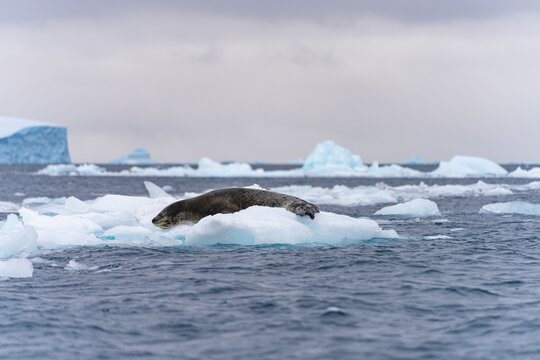Seeleopard (Hydrurga leptonyx) auf einer Eisscholle in der Antarktis in der Cierva Cove