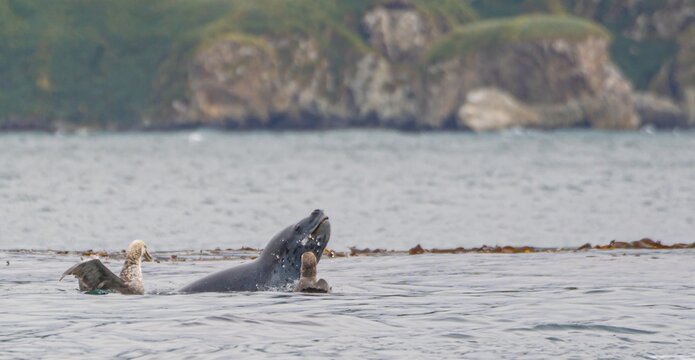 
Seeleopard (Hydrurga leptonyx) im Wasser  in der Antarktis in der Cierva Cove jagt Pinguine
