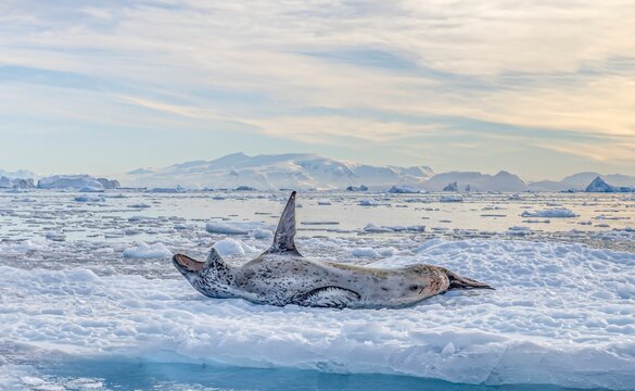 Seeleopard (Hydrurga leptonyx) auf einer Eisscholle in der Antarktis in der Cierva Cove