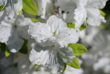white flower spring