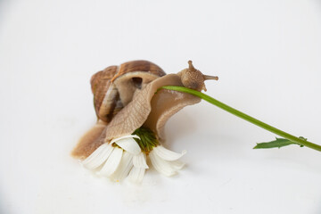 a grape snail crawls along a stalk of chamomile. Connection of nature on a white background