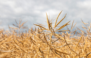 Obraz premium A field of dry rapeseed is ready for a big harvest at the beginning of summer. good weather conditions
