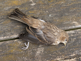 P5260202 dead female house finch (Haemorhous mexicanus) killed by hitting house window cECP 2022