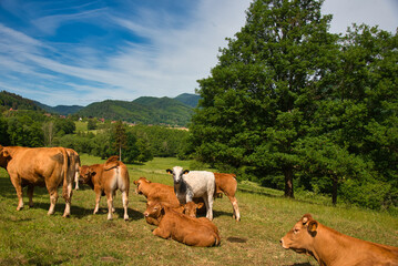 Kühe auf den Weiden der Vogesen