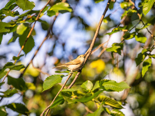 Obraz premium Common chiffchaff, lat. phylloscopus collybita, sitting on branch of bush in spring and looking for food