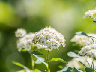 Spiraea chamaedryfolia or germander meadowsweet or elm-leaved spirea white flowers with green...