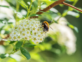 Spiraea chamaedryfolia or germander meadowsweet or elm-leaved spirea white flowers with green...