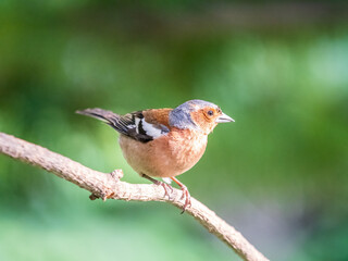Common chaffinch, Fringilla coelebs, sits on a branch in spring on green background. Common chaffinch in wildlife.