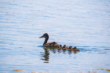 A family of ducks, a duck and its little ducklings are swimming in the water. The duck takes care of its newborn ducklings. Mallard, lat. Anas platyrhynchos