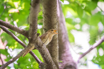 Thrush Nightingale, Luscinia luscinia. A bird sits on a tree branch and sings