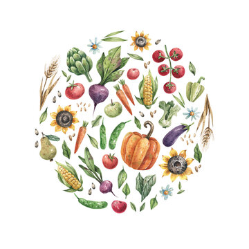 Watercolor illustration of natural vegetables and fruits. Set of food in circles: pumpkin, beets, sunflowers, tomatoes, corn, greens, carrots and others. Farmers market, organic vegetables.