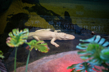 Albino American Alligator