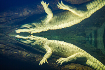 Naklejka na ściany i meble Albino American Alligator With Reflection
