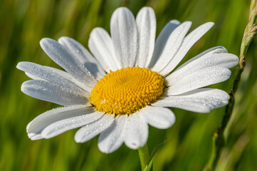Fototapeta premium kwiat margerytki lub margaretki w zbliżeniu