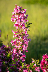 kolorowe krzewy z kwitnącymi kwiatami w naturze w parku - obrazy, fototapety, plakaty