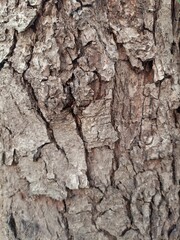 bark of a tree, texsture, wood, 