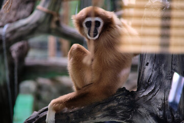 The white-armed gibbon in the zoo.