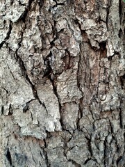 bark of a tree, wood, brown
