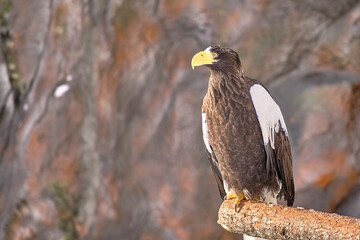 White-shouldered eagle at the zoo in Yuzhno-Sakhalinsk, Russia.