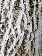 Fototapeta premium bark of tree, wood