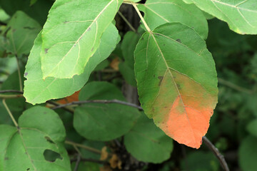 Leaf transformation of green into orange