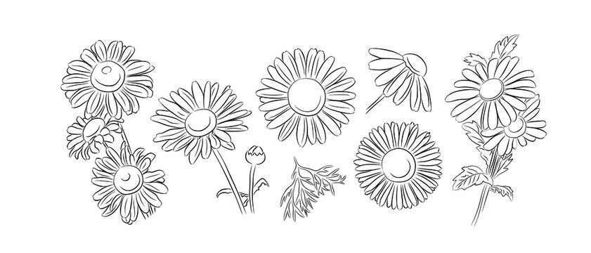 Set of different daisy flower line art.  Monochrome hand drawn black ink sketch. Vector line drawing illustrations isolated on white background.
