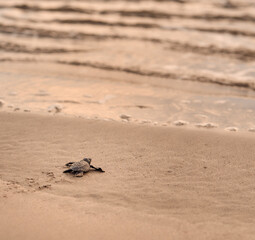 Fototapeta na wymiar Baby sea turtle is trying to reach the ocean at a beach in Bali, Indonesia