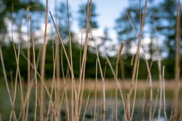 lange gelbe Schilfhalme verdecken die Sicht