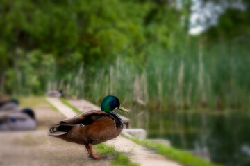 eine Ente am Teich
