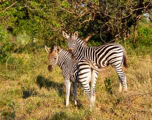 A family of zebras isolated in the Kruger National Park in South Africa