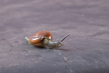 studio shoot of beautiful garden snail