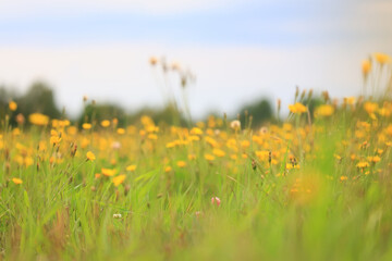 wild yellow flowers in a field landscape