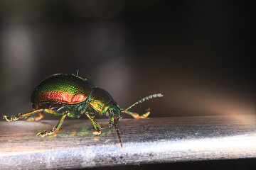 macro small beetle nature insect garden