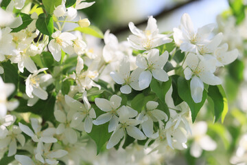 blooming apple orchard spring background branches trees flowers nature