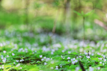 spring flowers background nature wild small abstract