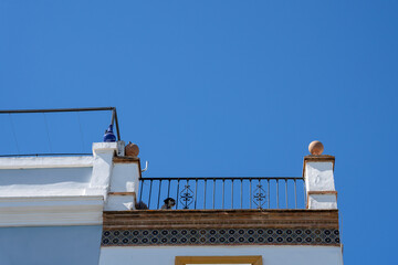 on the facade of the building with a roof terrace where behind the terrace fence stands a dog over which there is a beautiful clean blue sky