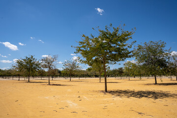Fototapeta premium bright yellow land with thin green trees that are in the bright sun, creating wonderful shadows