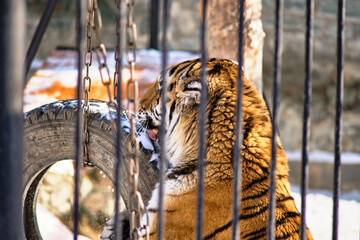 Amur tiger in the zoo of Yuzhno-Sakhalinsk, Russia.