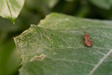 Squash bug Coreus marginatus. Dock bug Coreus marginatus on a green leaf of grass.