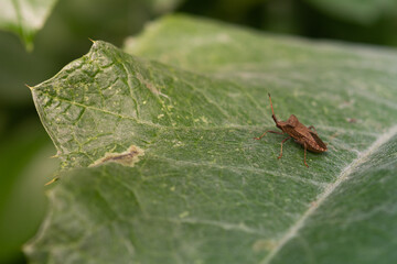 Squash bug Coreus marginatus. Dock bug Coreus marginatus on a green leaf of grass.