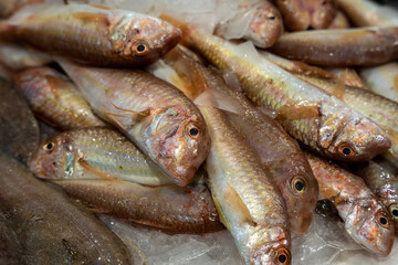 fish in a fish market stacked on top of each other on light ice and the fish are looking directly at you
